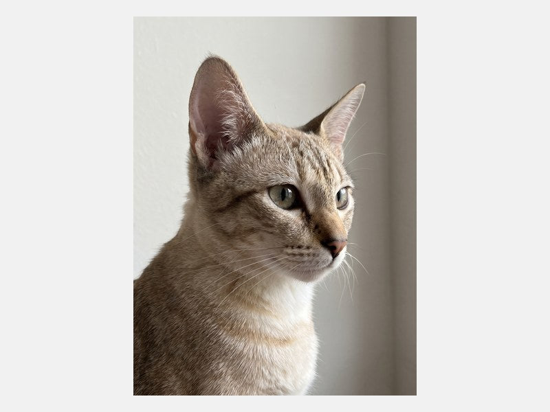 Example customer photo sent for a Line Art Cat Portrait