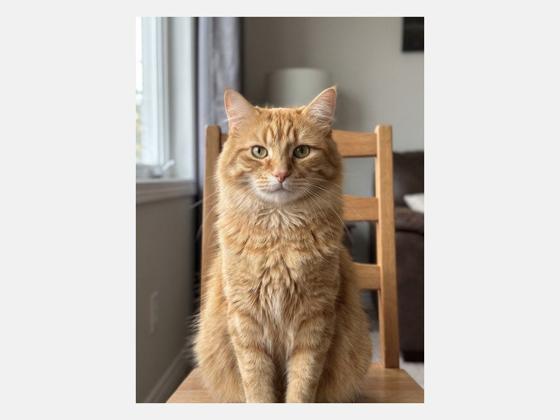Example customer photo sent for a Royal Cat Portrait