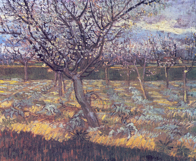 Apricot Trees in Blossom by Vincent van Gogh: white-blossoming apricot trees behind a gnarled tree under a grey sky